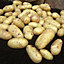 Verve Charlotte Seed Potato