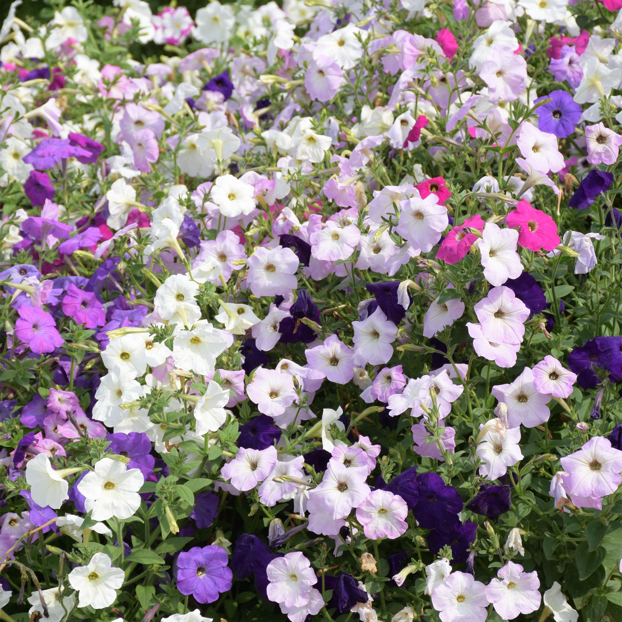Verve Cheerful Assorted F2 Petunia Seeds
