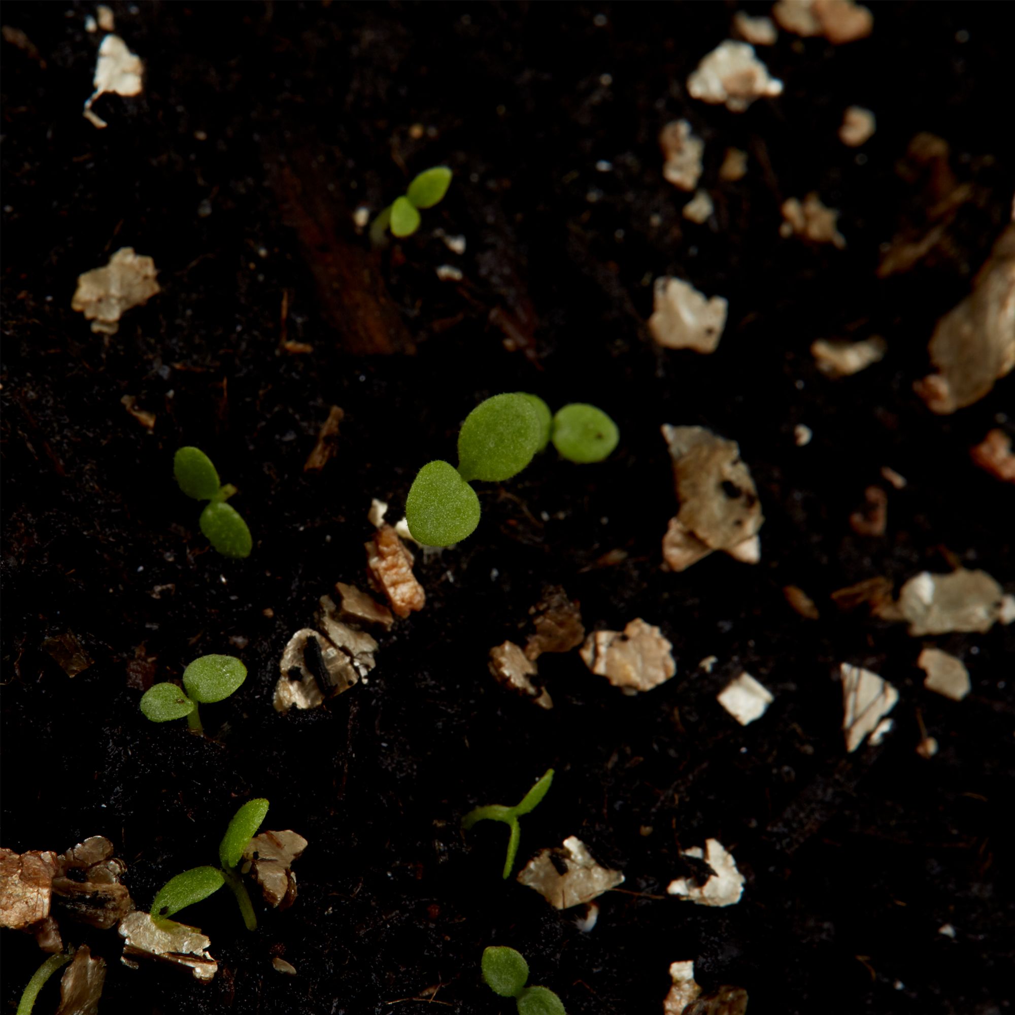 Verve Cheerful Assorted F2 Petunia Seeds
