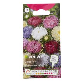 Verve China krallen Aster Seeds