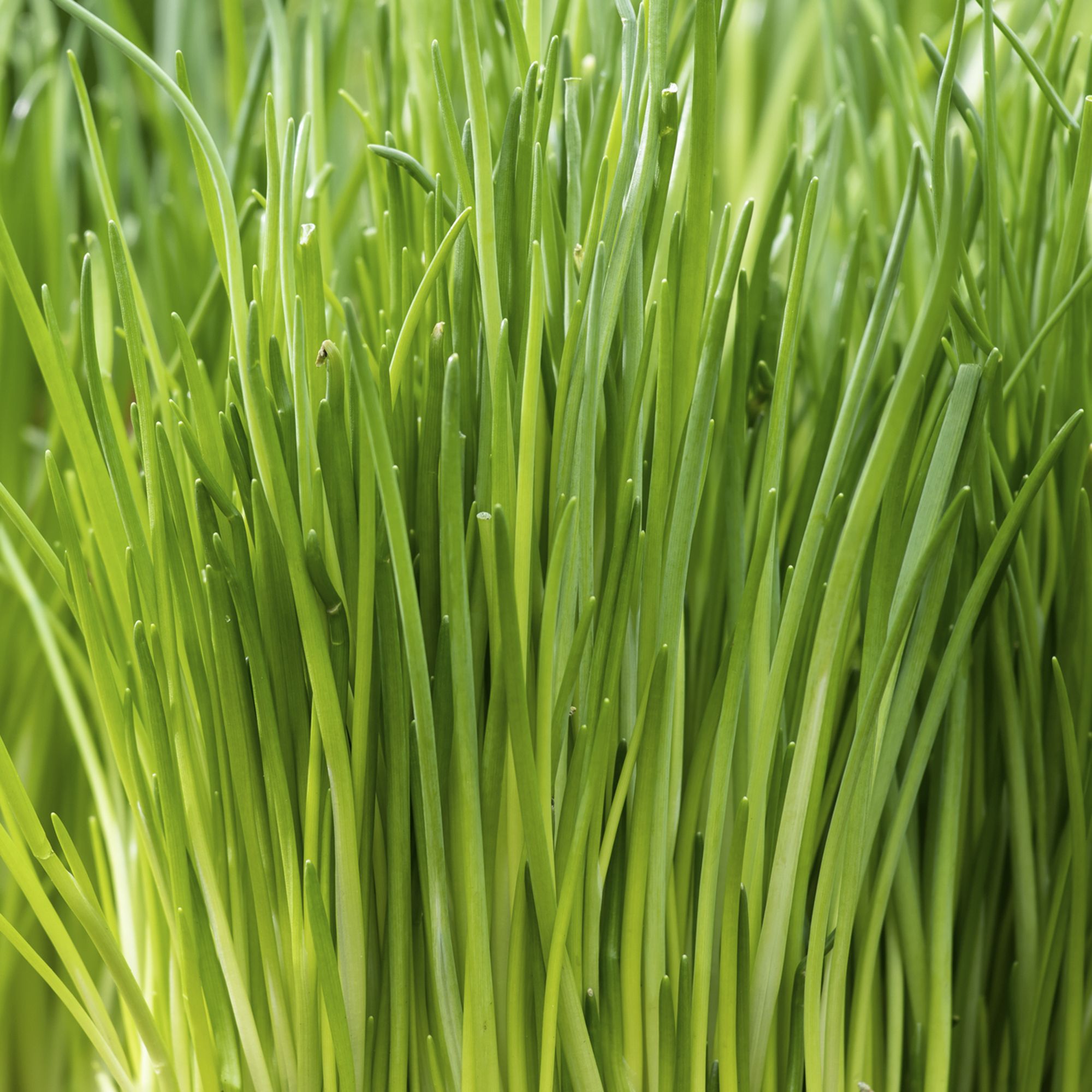 Verve Chive Herb Seeds
