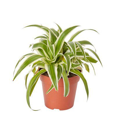 Verve Chlorophytum Variegated foliage plant Plastic Grow pot 12cm