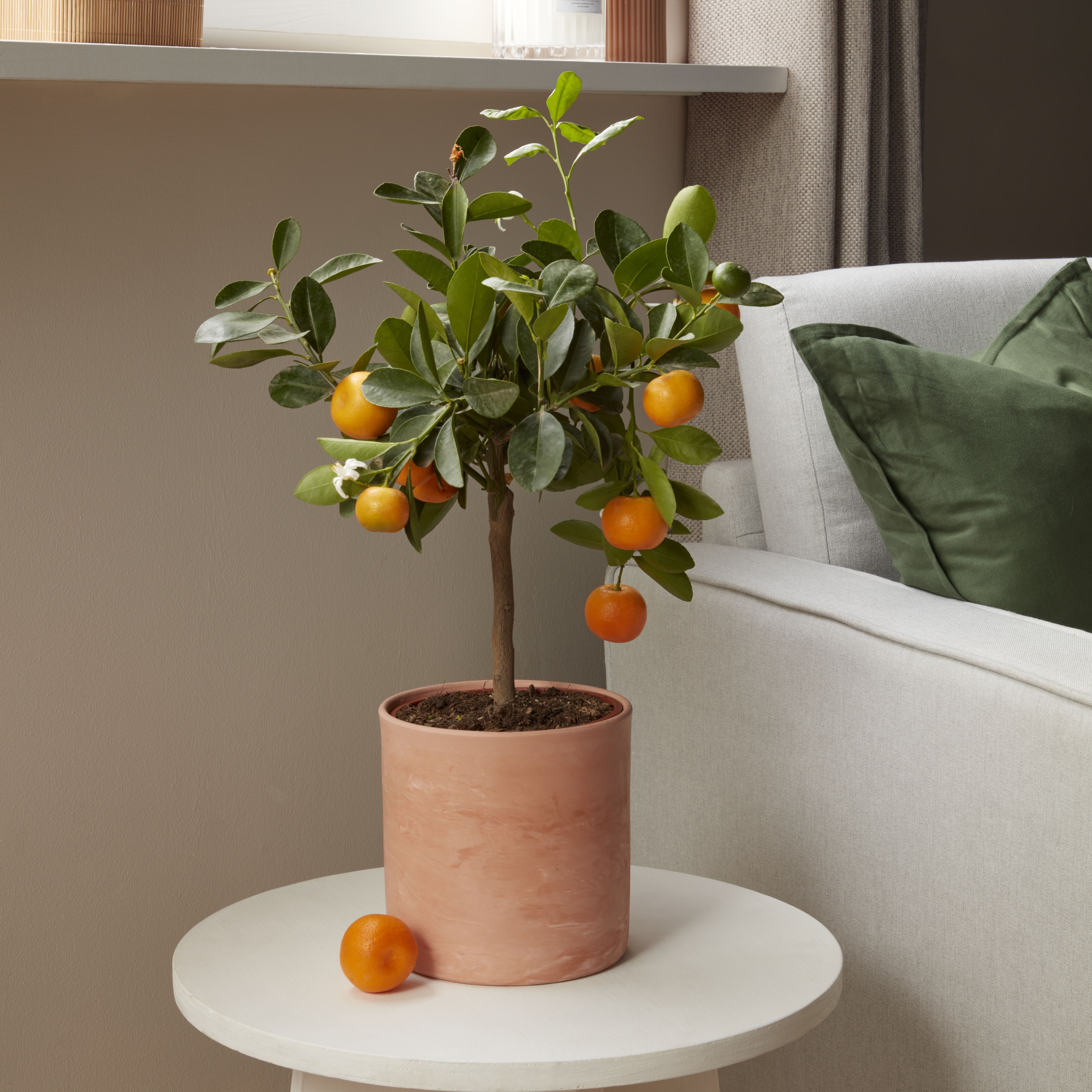 Verve Citrus in Plastic Grow pot 14cm