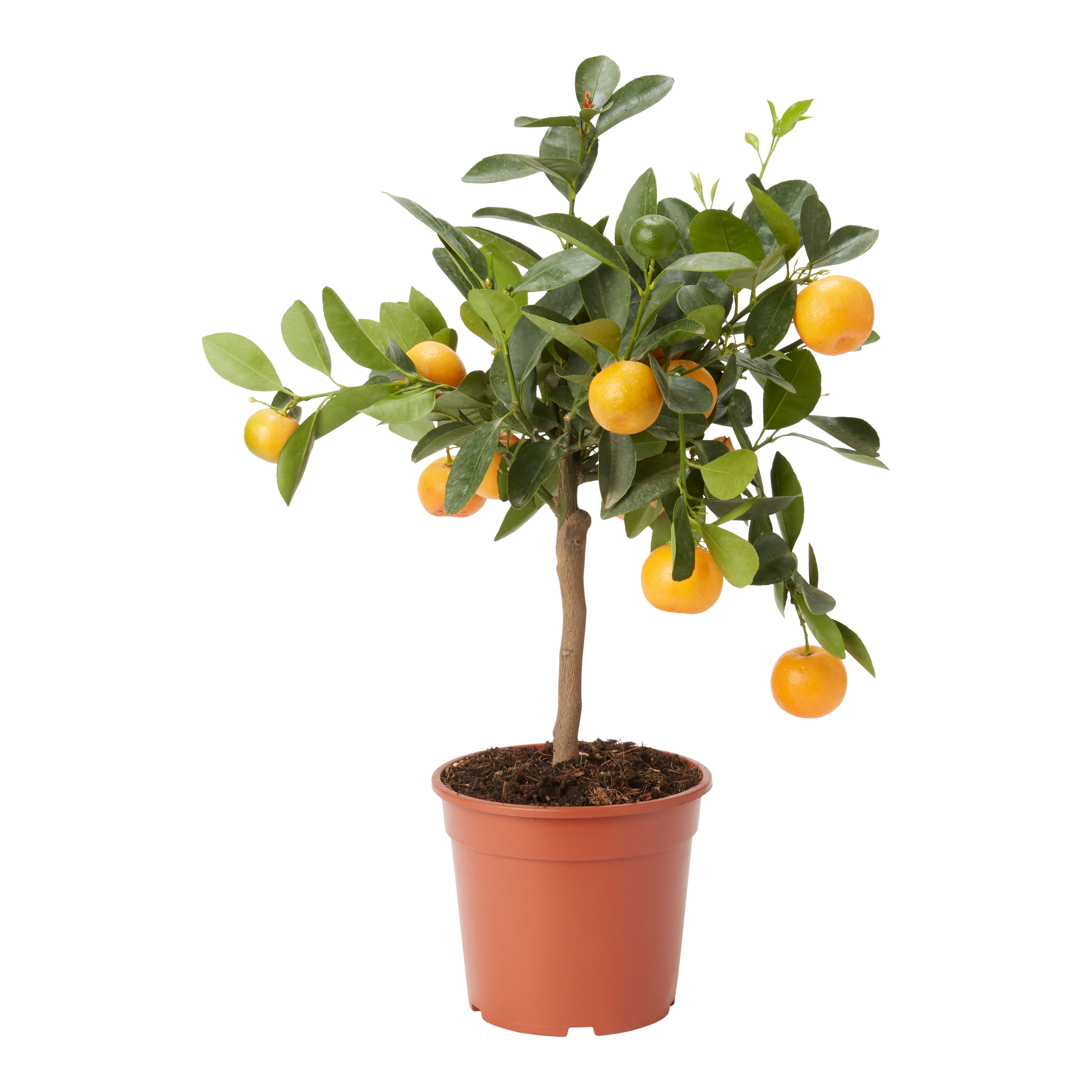 Verve Citrus in Plastic Grow pot 14cm