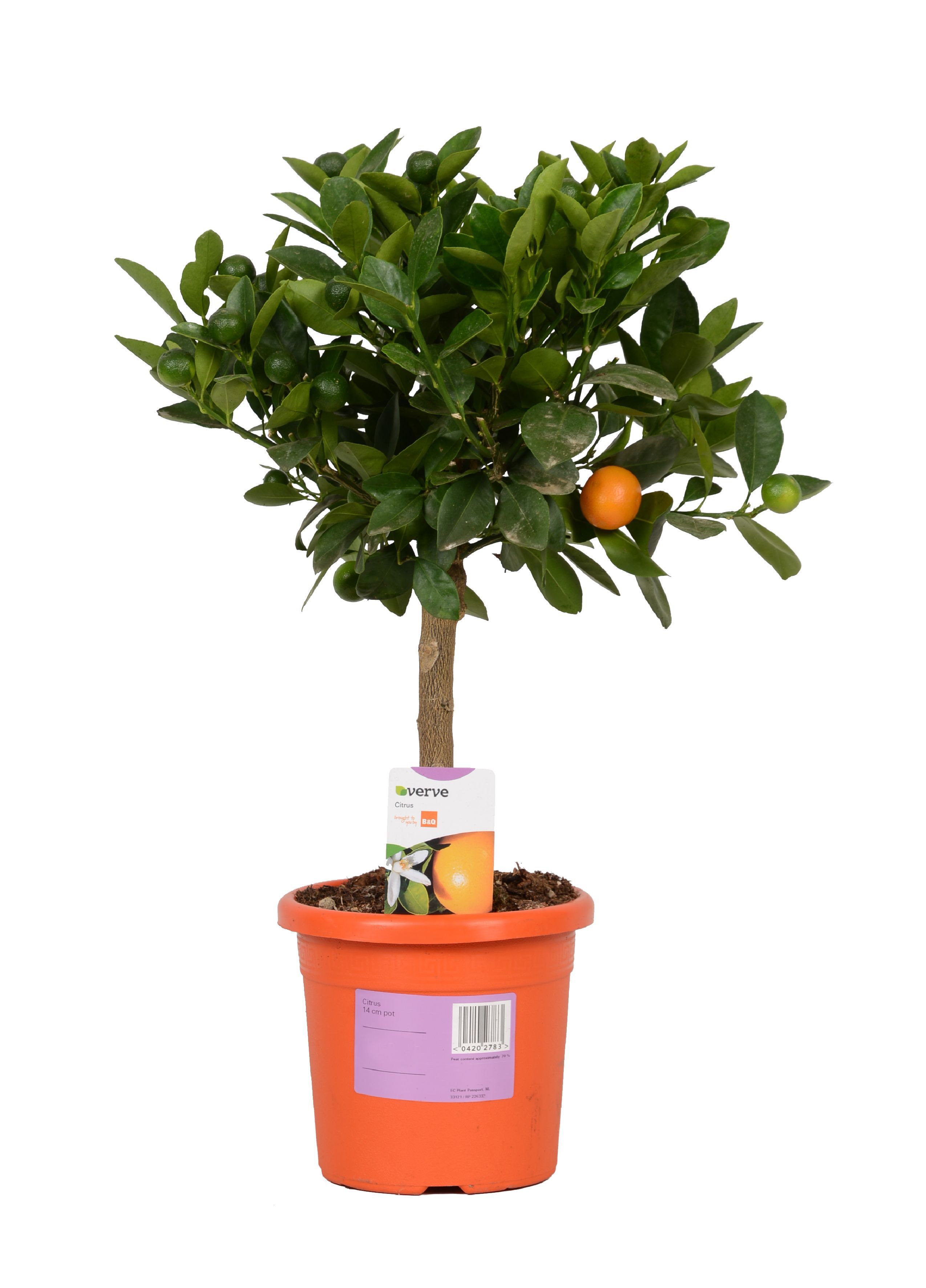 Verve Citrus In Plastic Pot Diy At B Q