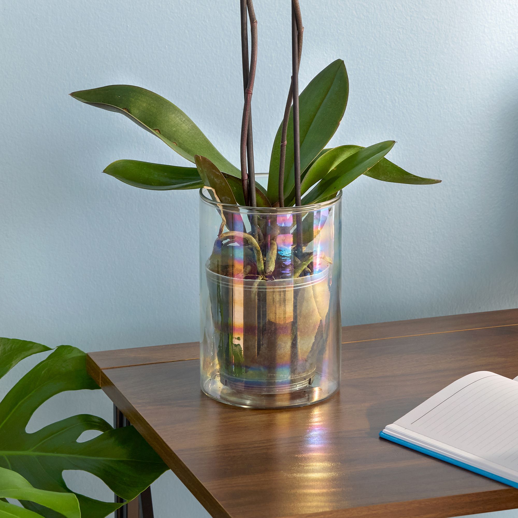 decorative ceramic plant pots 20.5in Tall Real Touch 2 Stem Cymbidium Orchid in Decorative Ceramic Pot main image 1