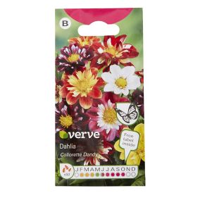 Verve Collarette dandy Dahlia Seeds