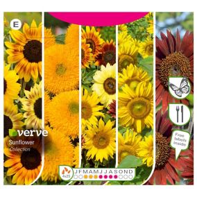 Verve Collection Sunflower Seeds