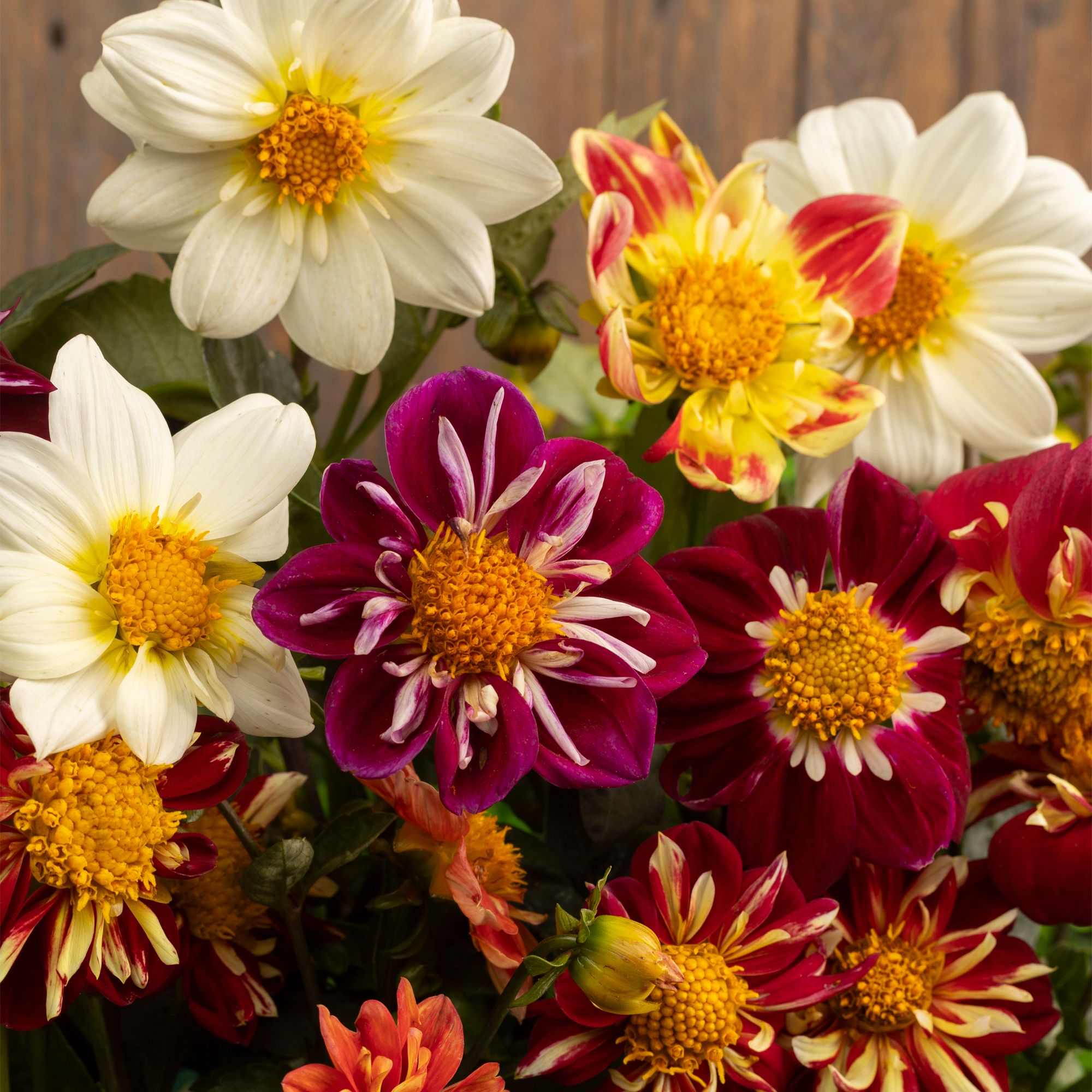Verve Collorette Dandy Dahlia Seeds