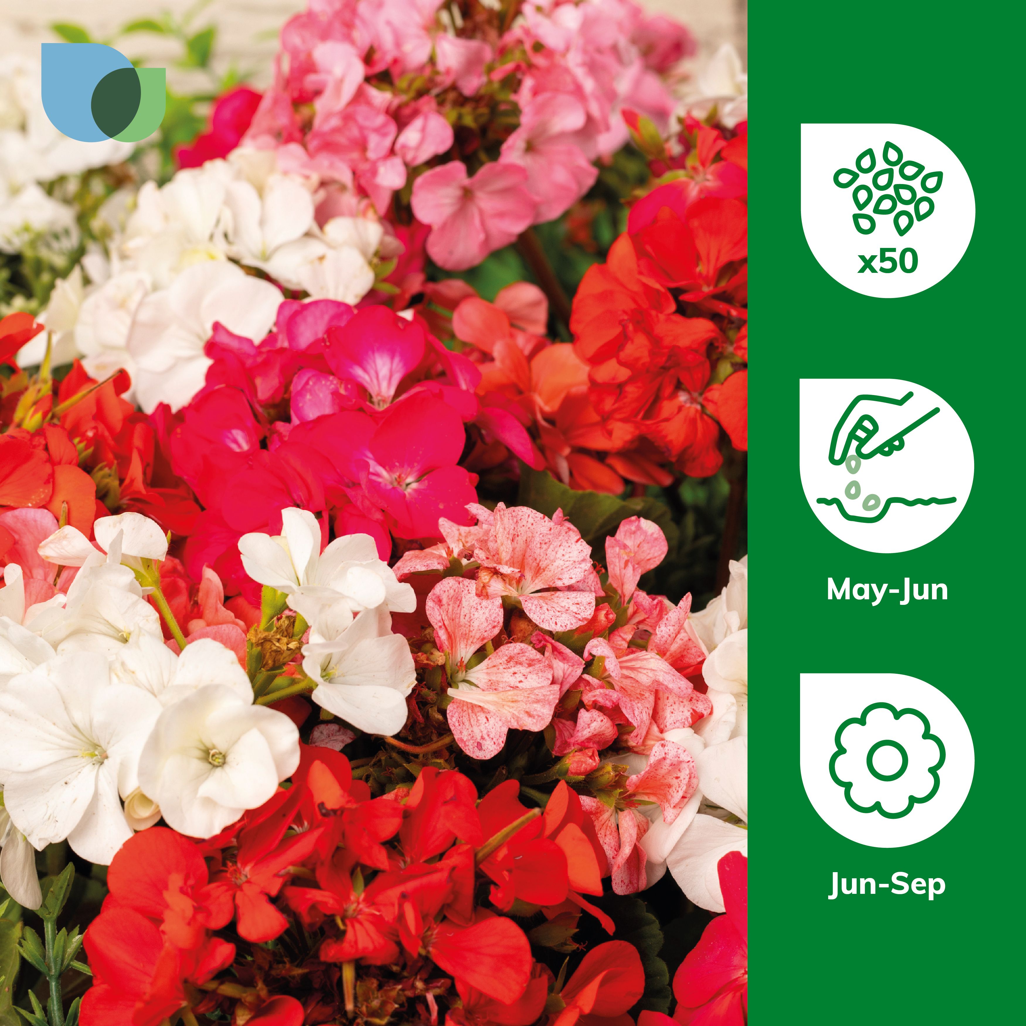Verve Colorama Assorted F2 Geranium Seeds