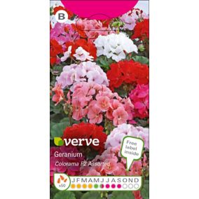 Verve Colorama F2 Geranium Seeds