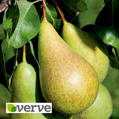Verve Core fruit tree