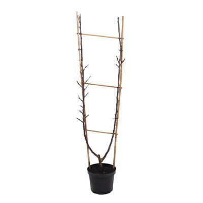 Verve Core fruit tree