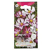 Verve Cosmos peppermint rock Seed