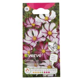 Verve Cosmos peppermint rock Seed