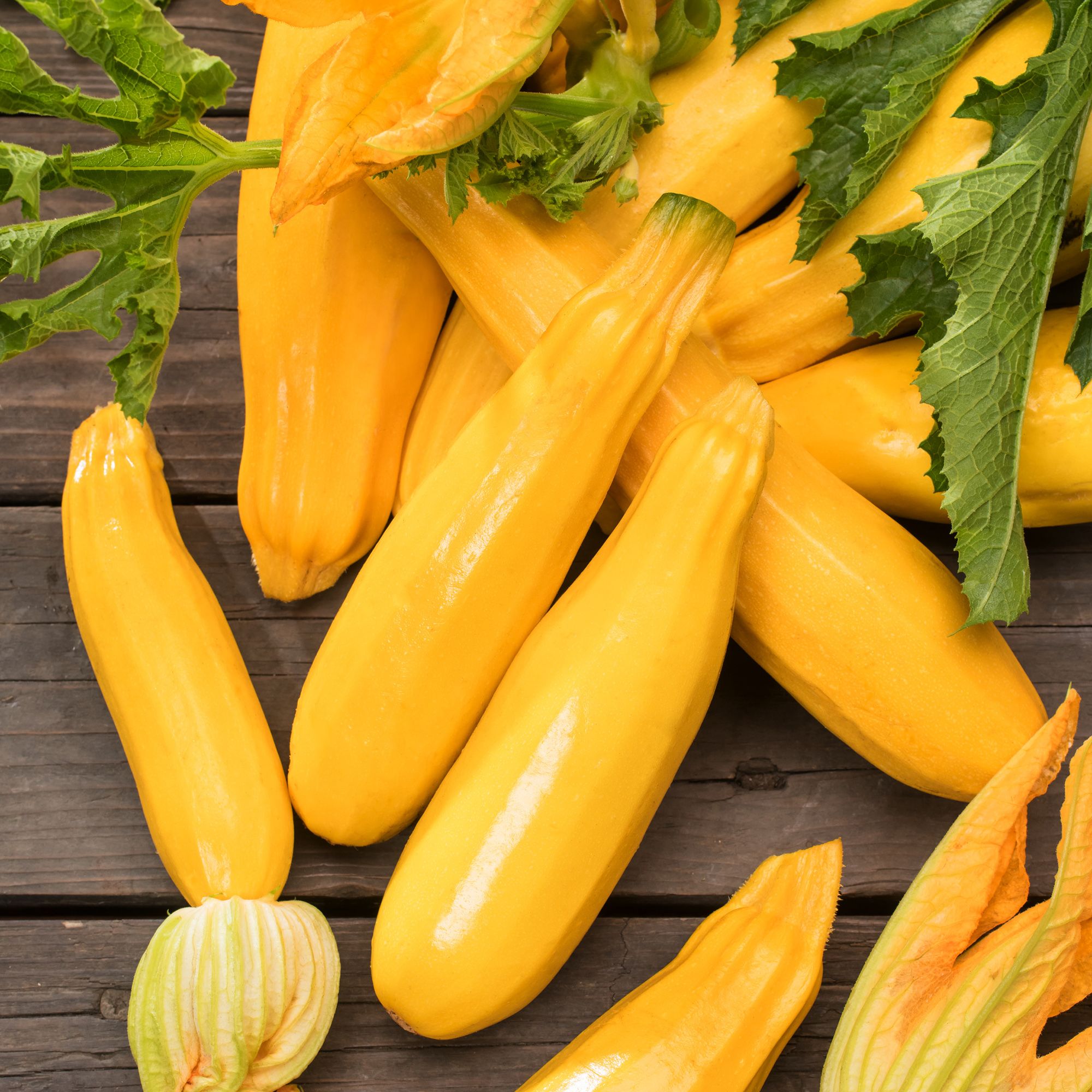 Verve 'Courgette goldena' Vegetable Seeds