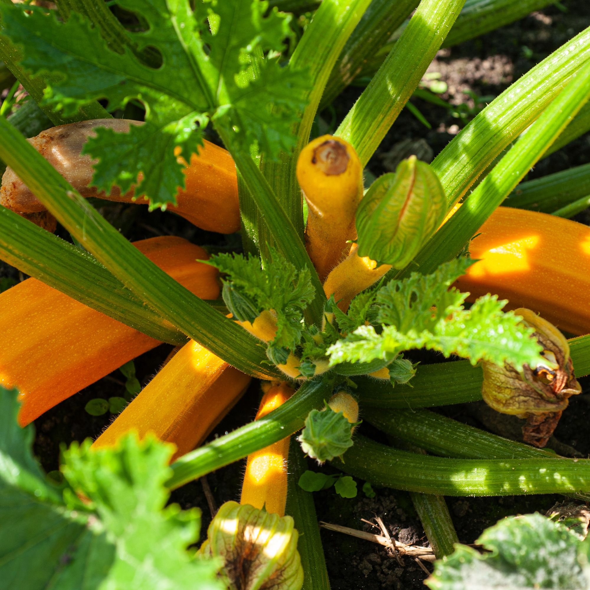 Verve 'Courgette goldena' Vegetable Seeds