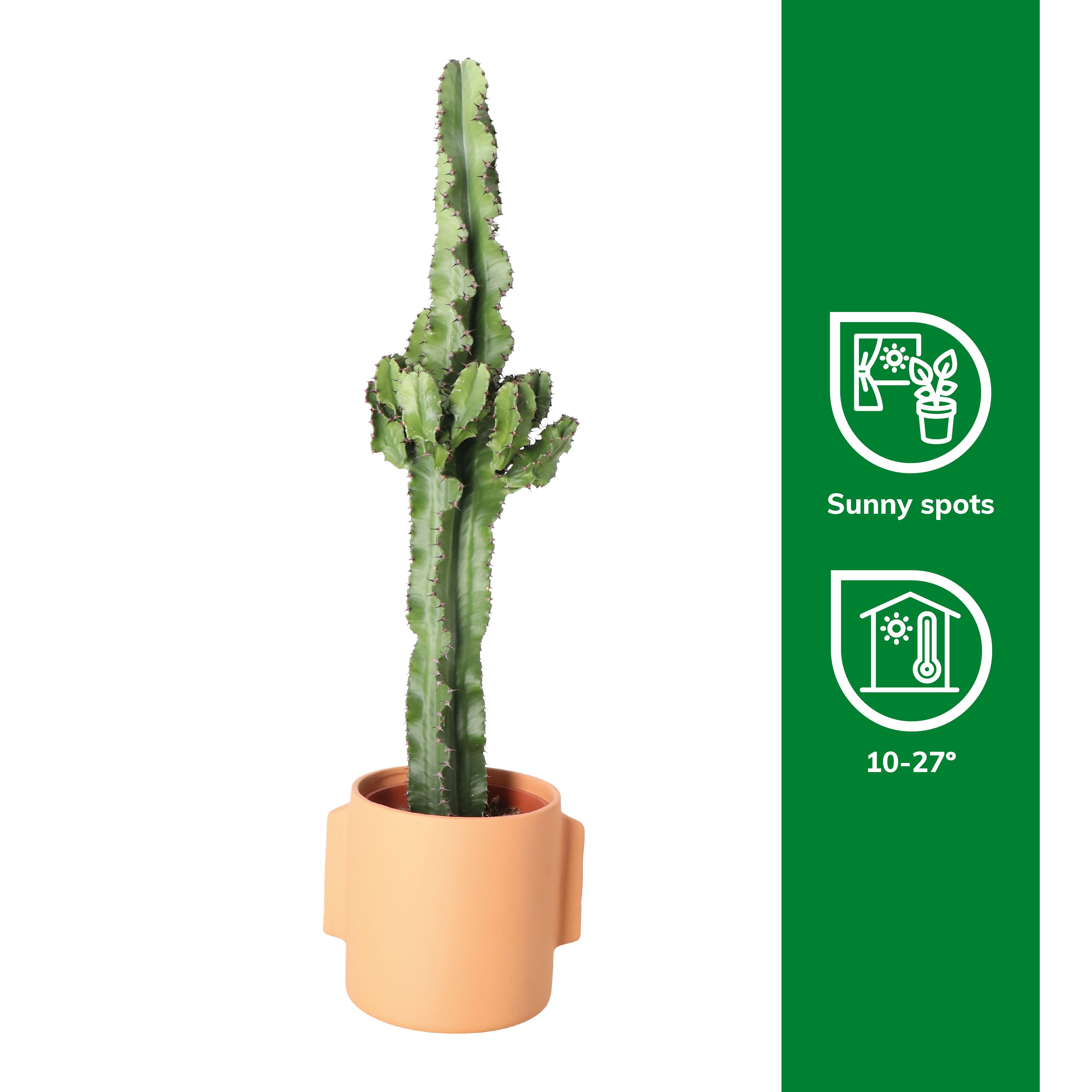 Verve Cowboy cactus in Terracotta Ceramic Decorative pot