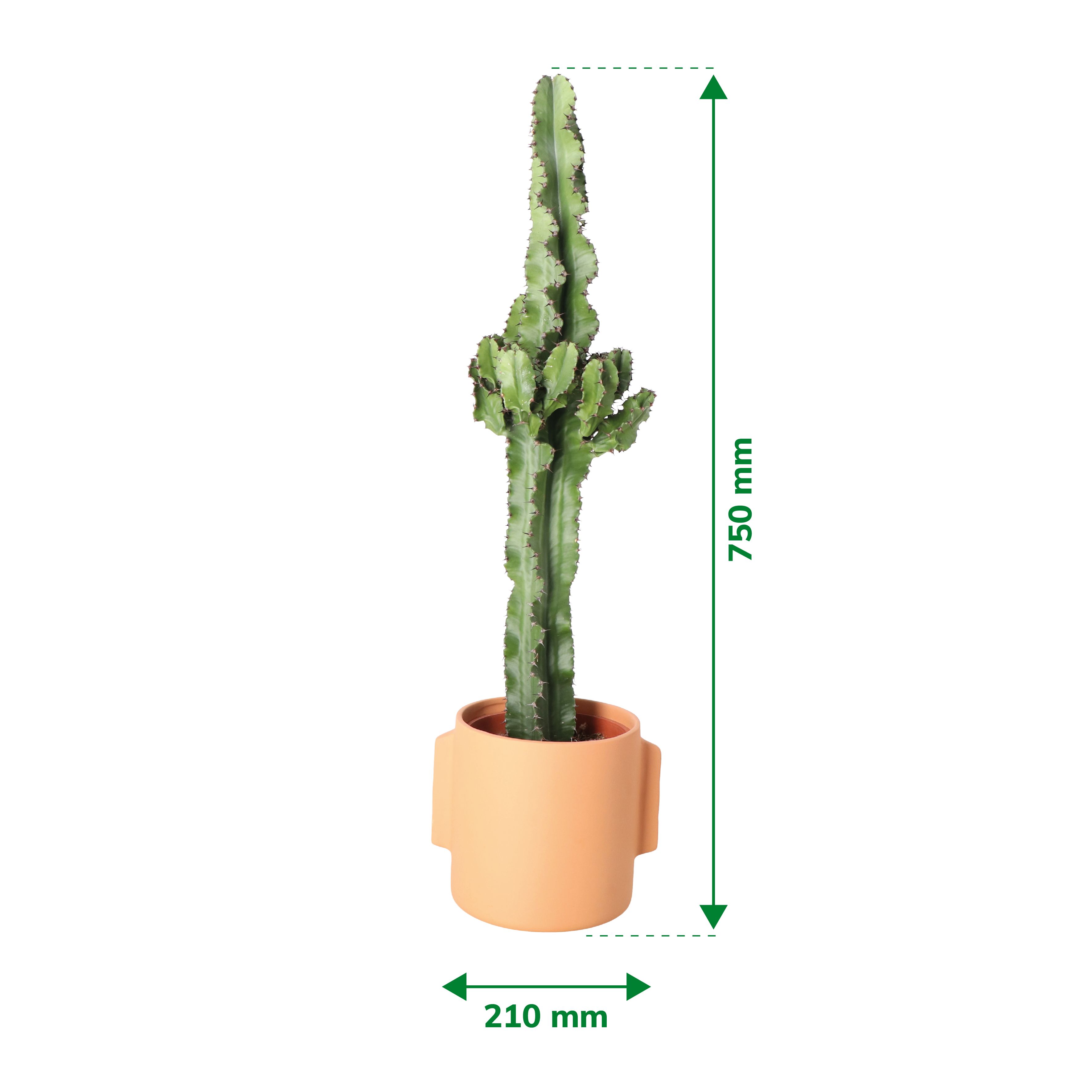 Verve Cowboy cactus in Terracotta Ceramic Decorative pot