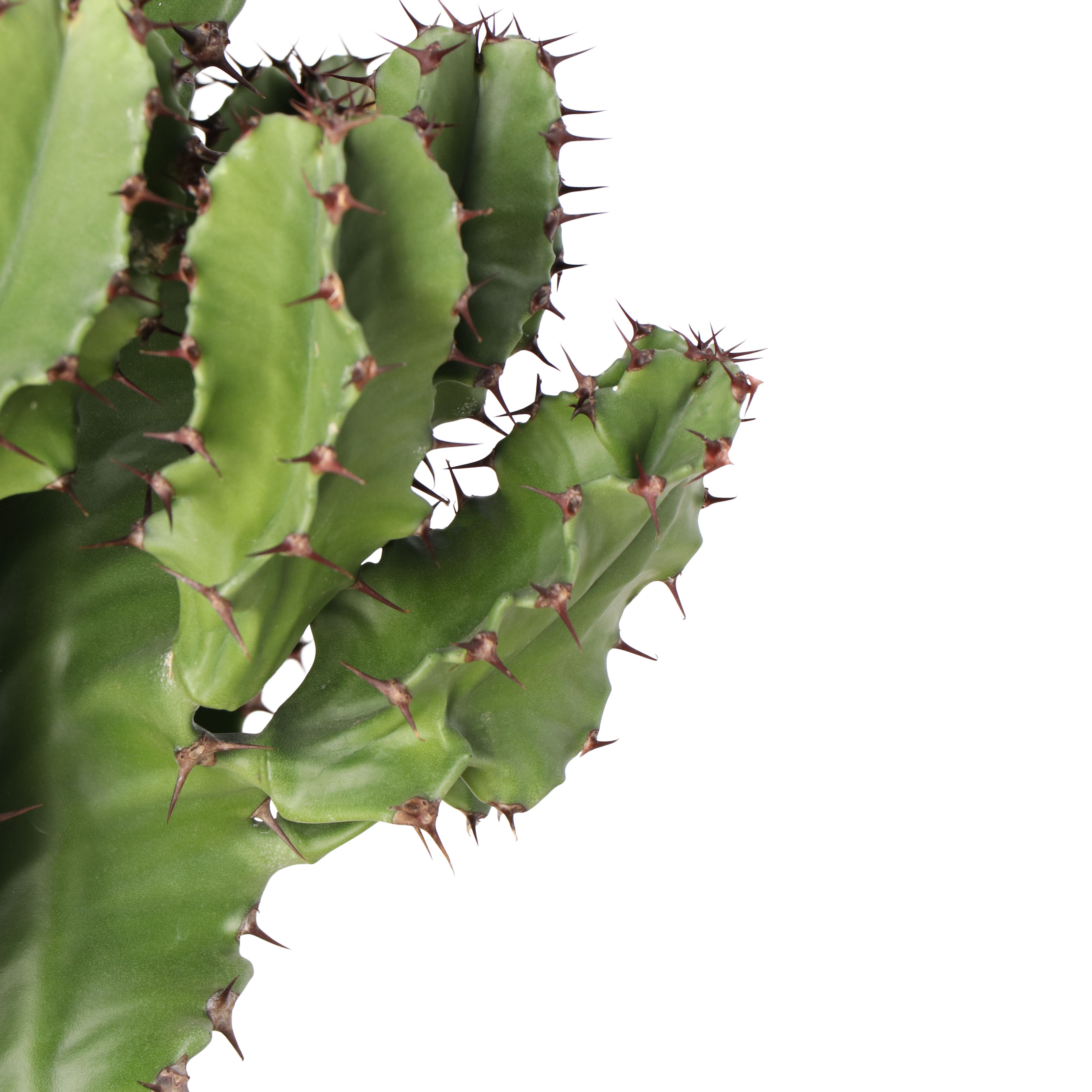 Verve Cowboy cactus in Terracotta Ceramic Decorative pot