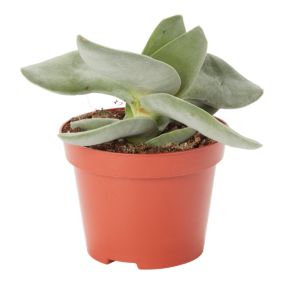 Verve Crassula boomerang in Terracotta Plastic Grow pot 10.5cm