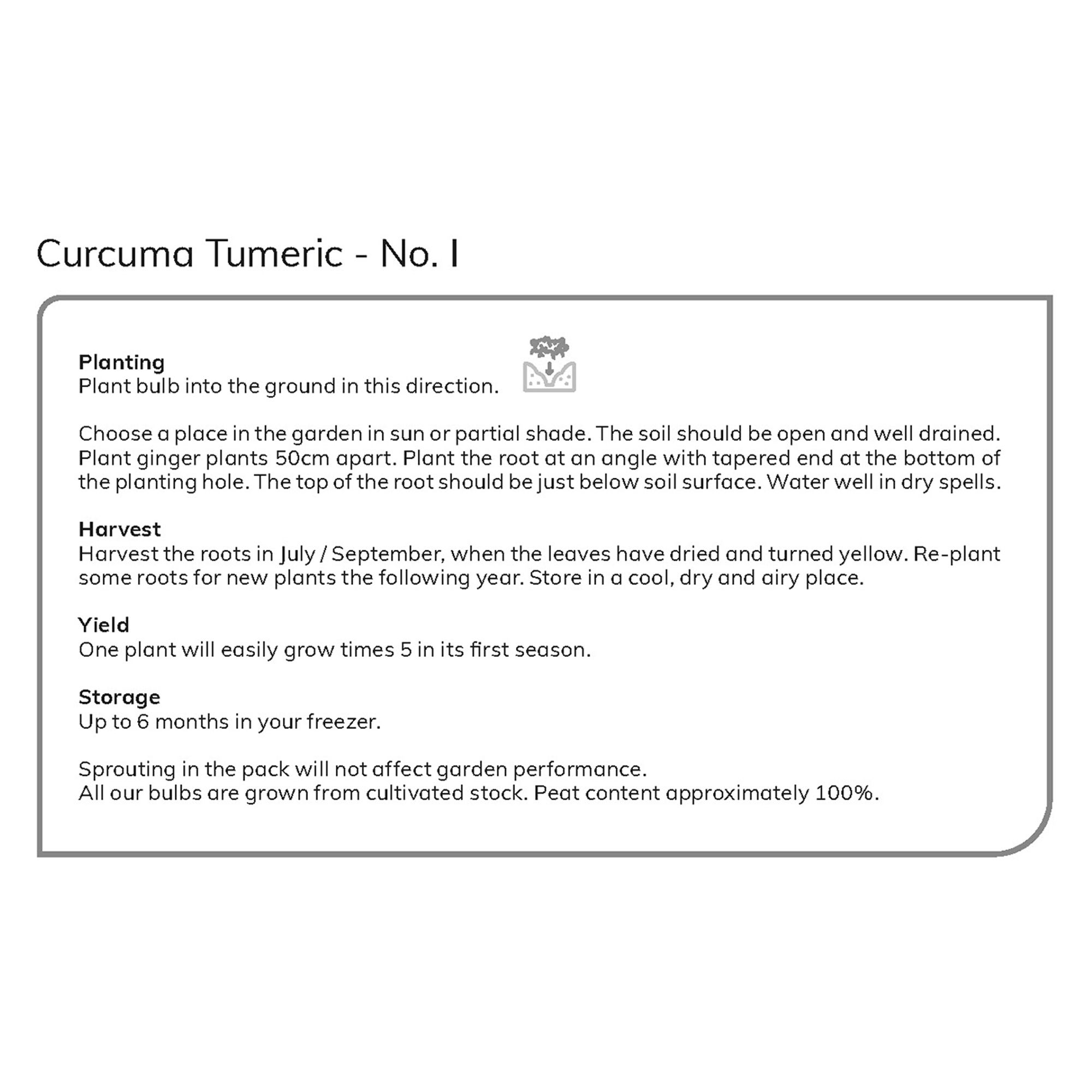 Verve Curcuma Turmeric Tuber