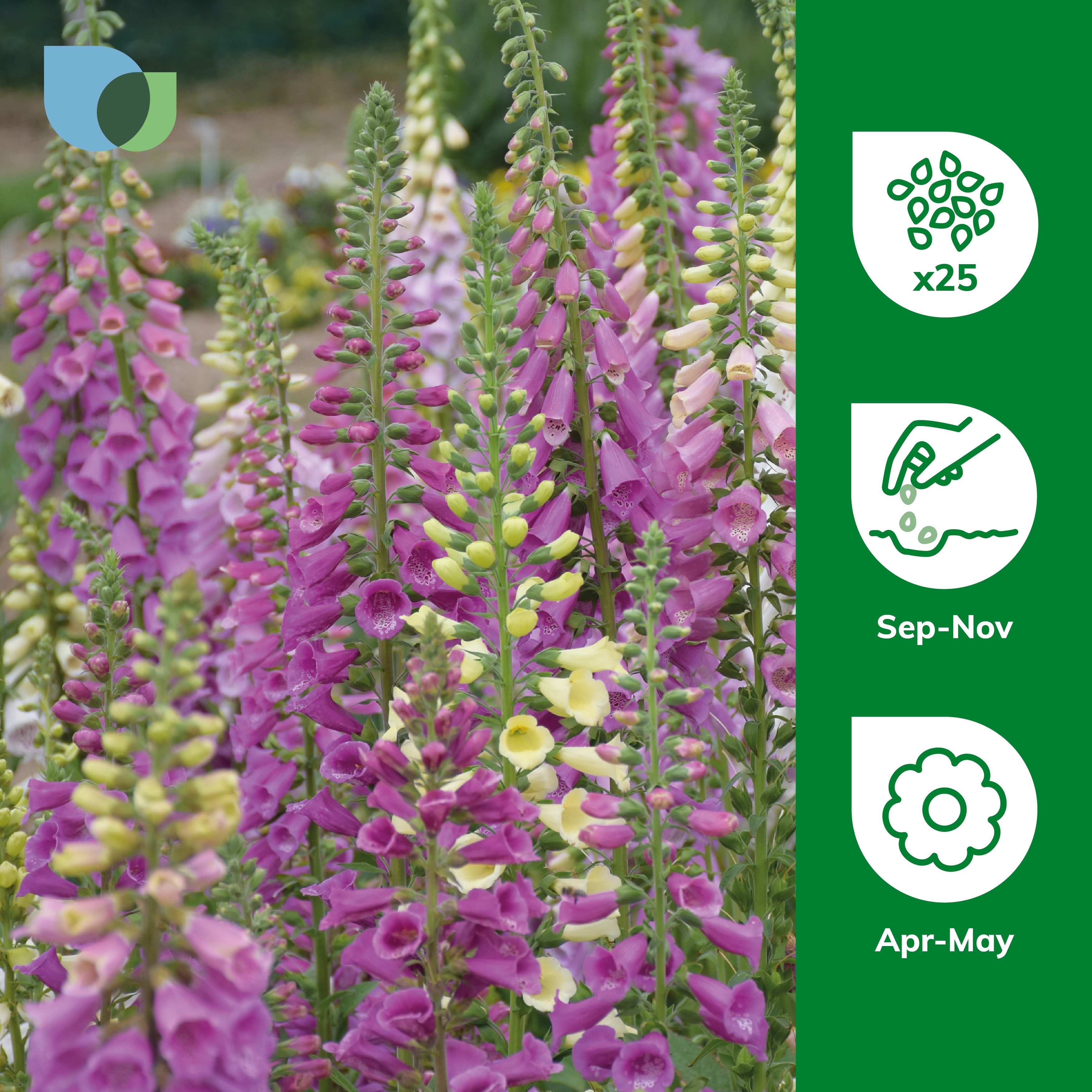 Verve Dalmation Assorted Foxglove Seeds