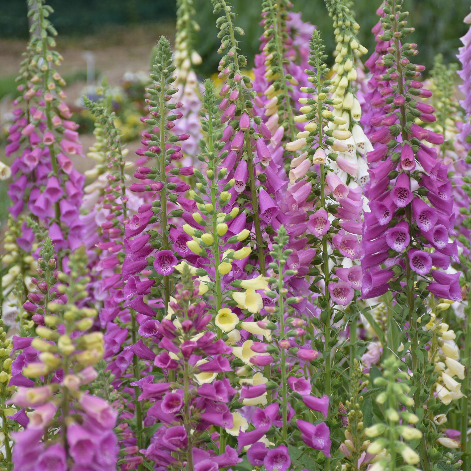 Verve Dalmation Assorted Foxglove Seeds