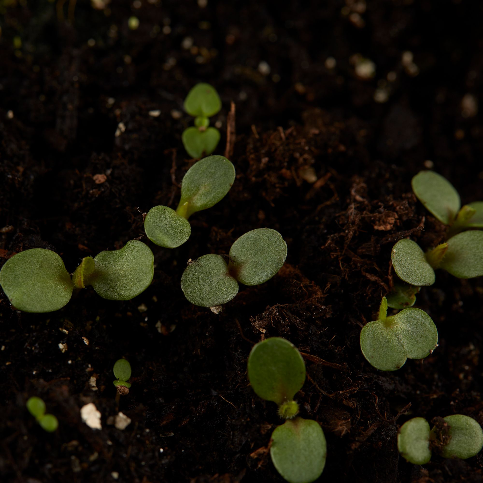 Verve Dalmation Assorted Foxglove Seeds