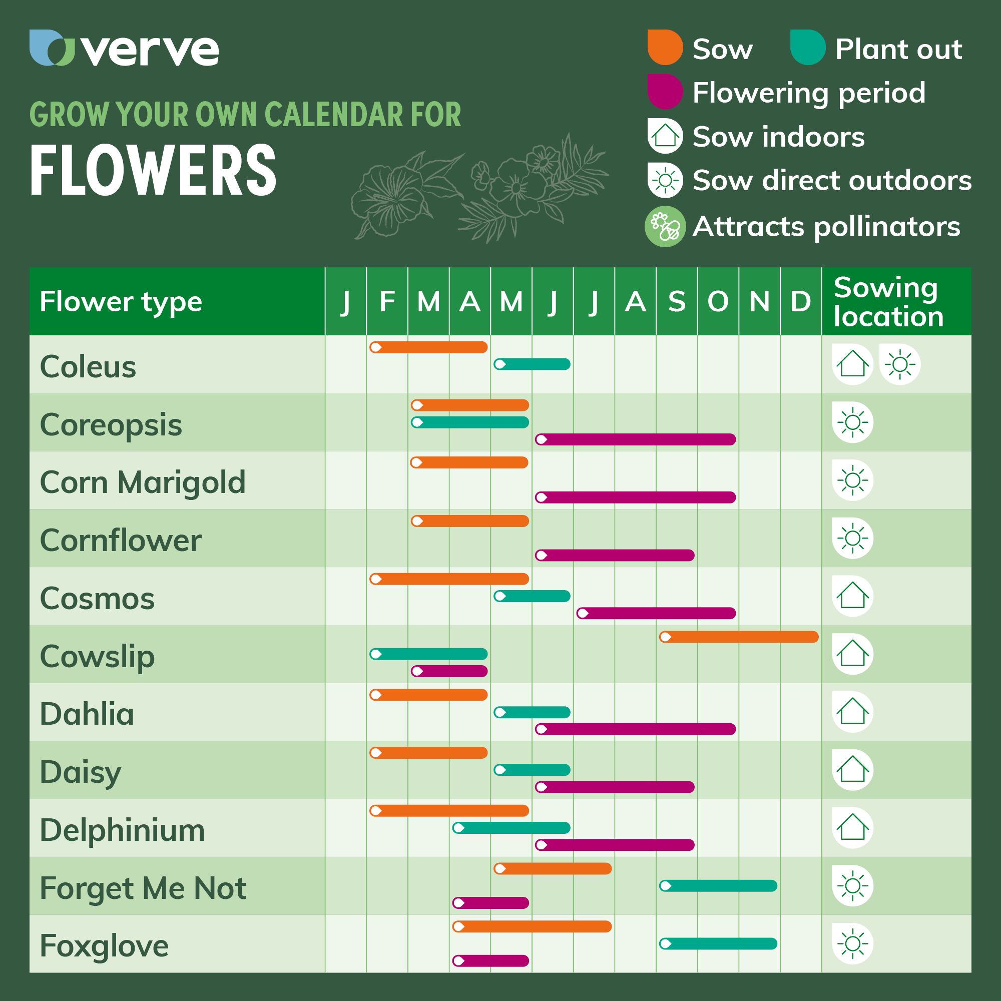 Verve Dalmation Assorted Foxglove Seeds