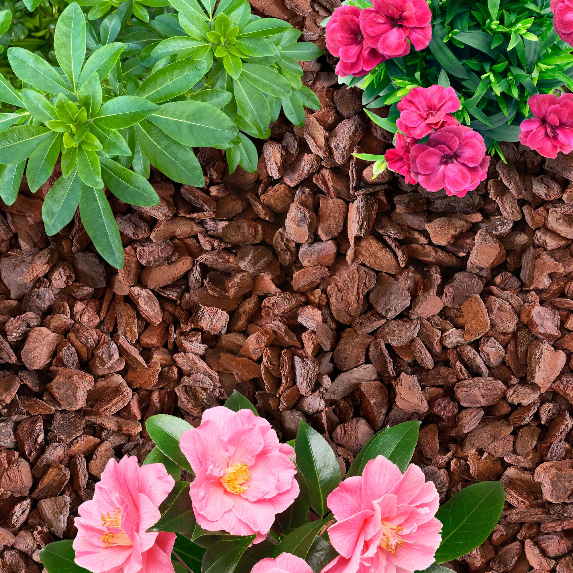 Verve Dark brown Bark chippings 50L Bag