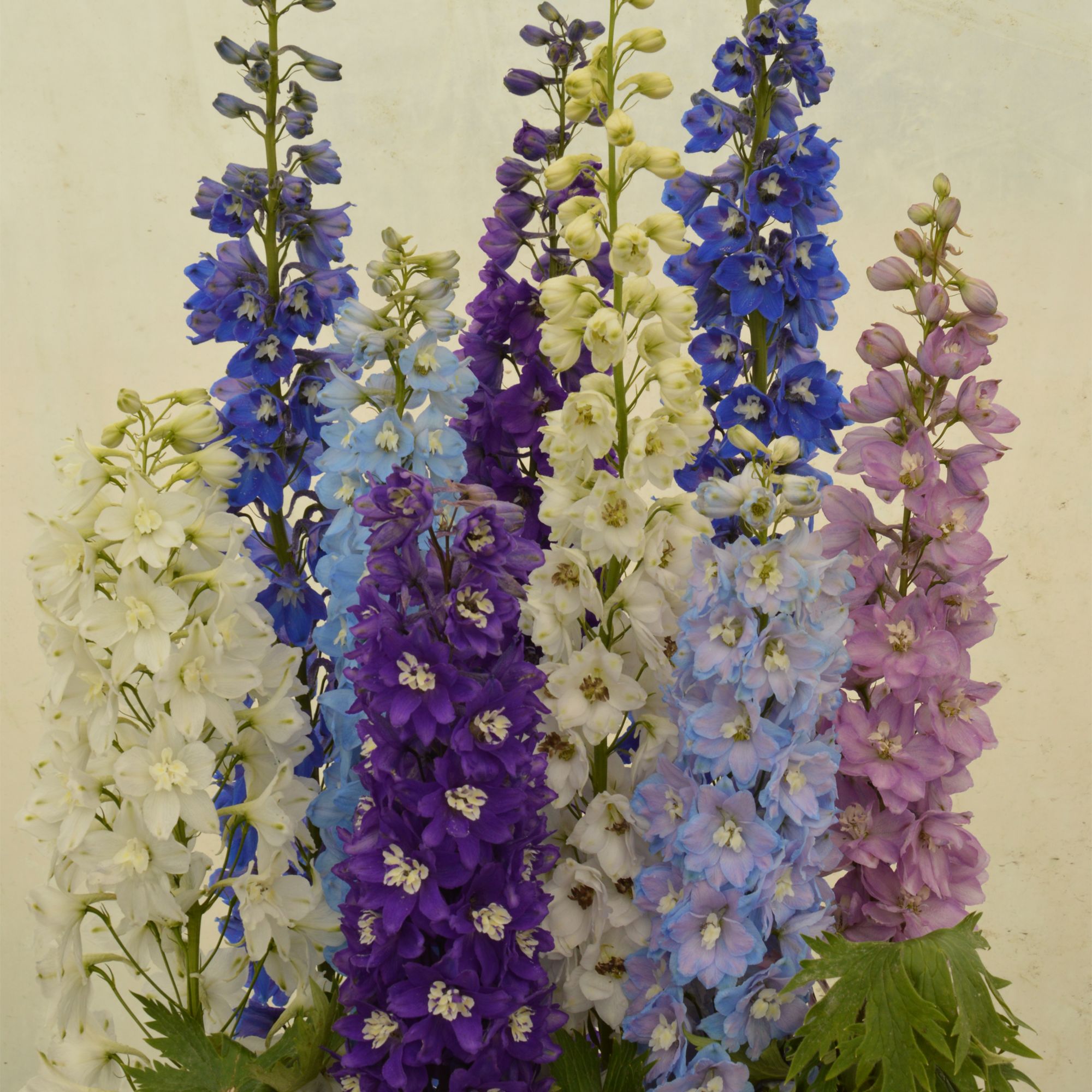 Verve Delight Mix Delphinium Seeds