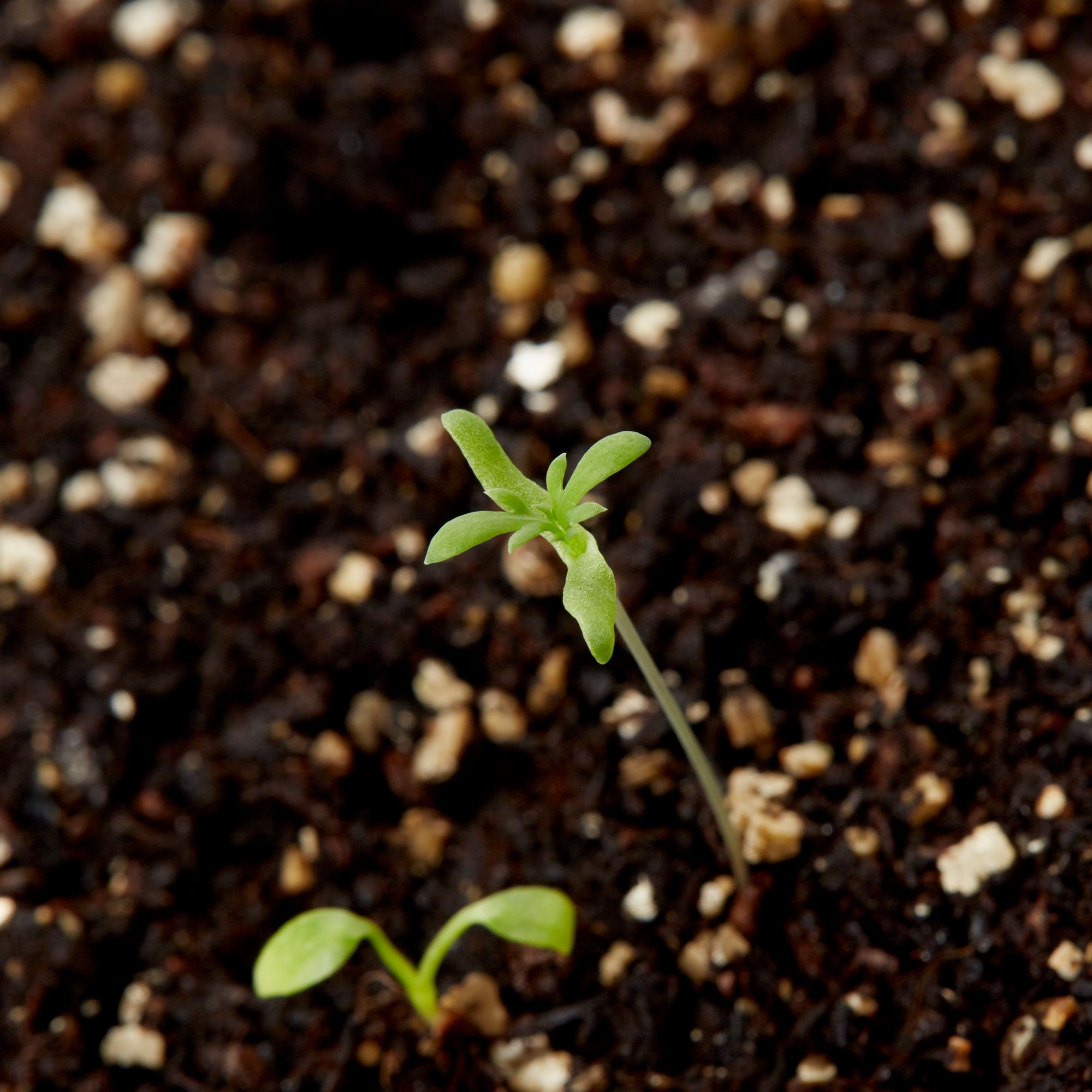 Verve Delight Mix Delphinium Seeds
