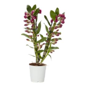 Verve Dendrobbium mix in White Plastic Grow pot 12cm