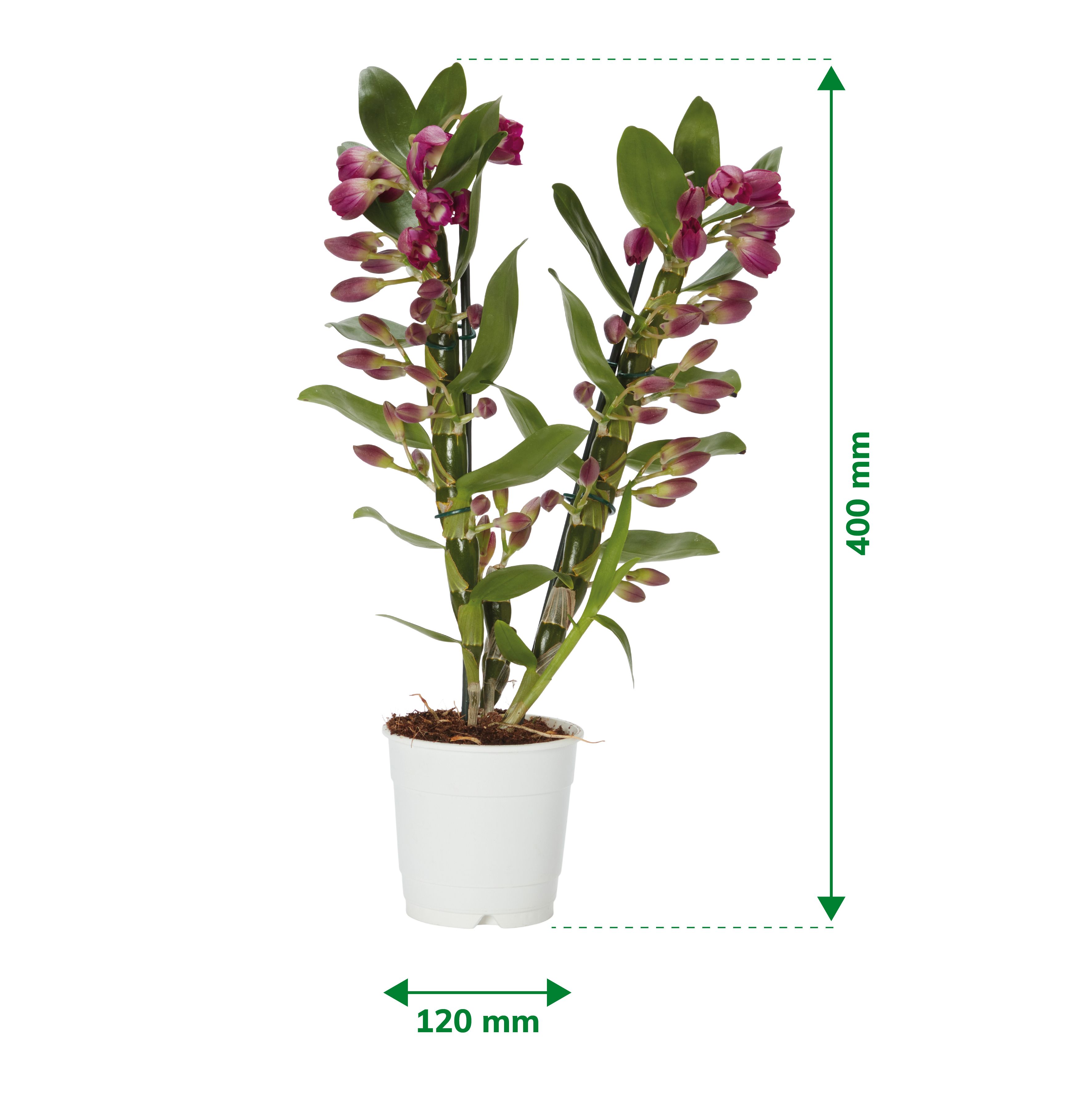 pothos plant in fish tank Neon' Pothos Rooted Stems or Pots – Glass Grown Aquatics main image 1