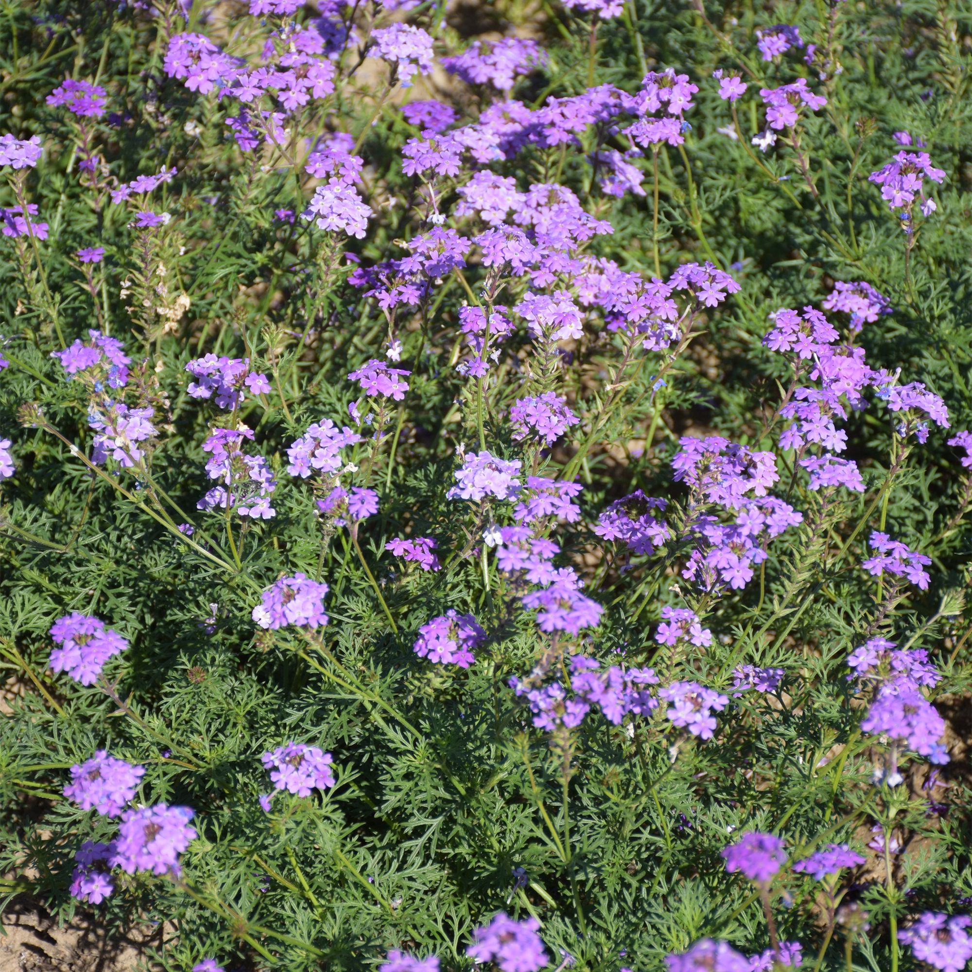Verve Desert jewels mix Verbena Seeds