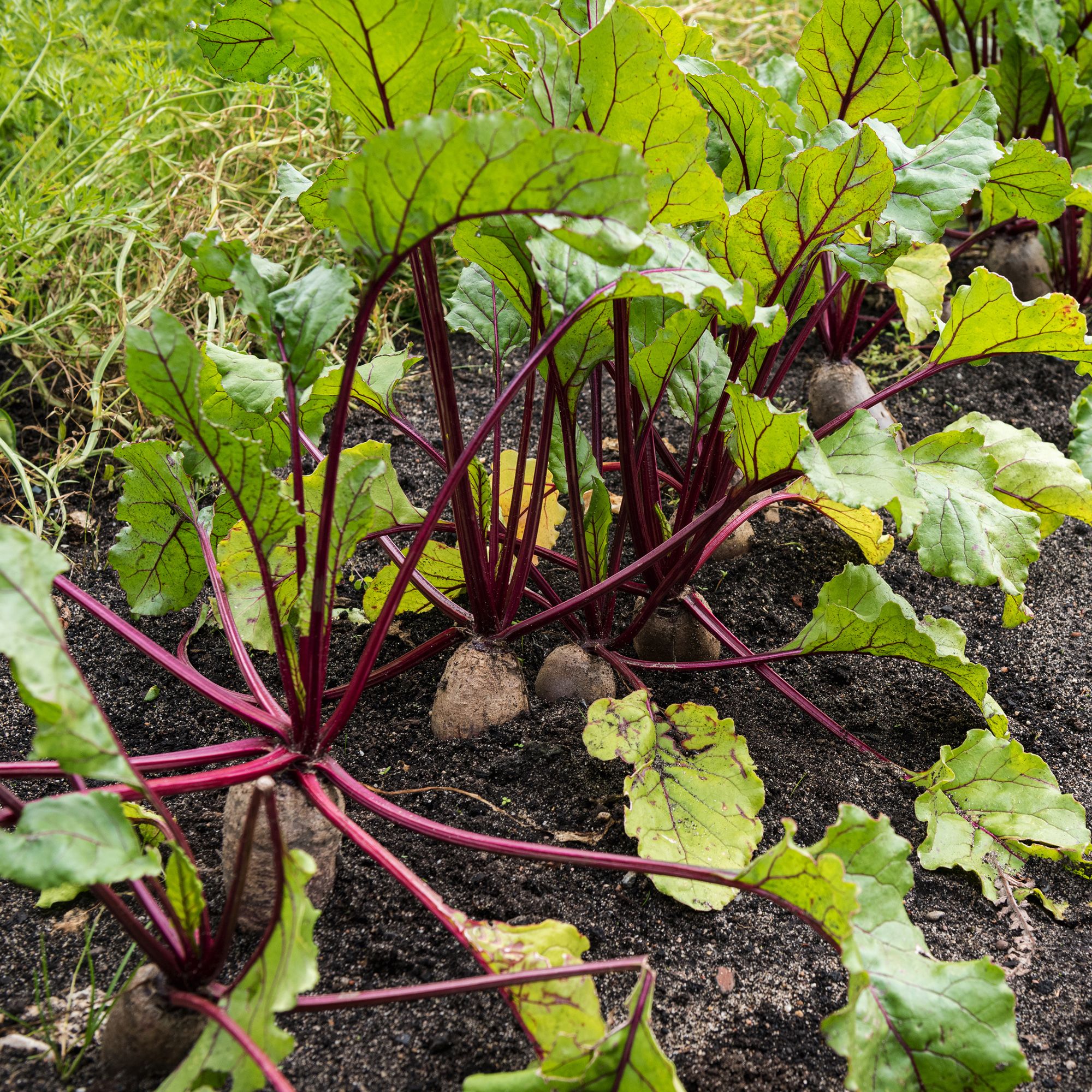 Verve Detroit 2 beetroot Seeds