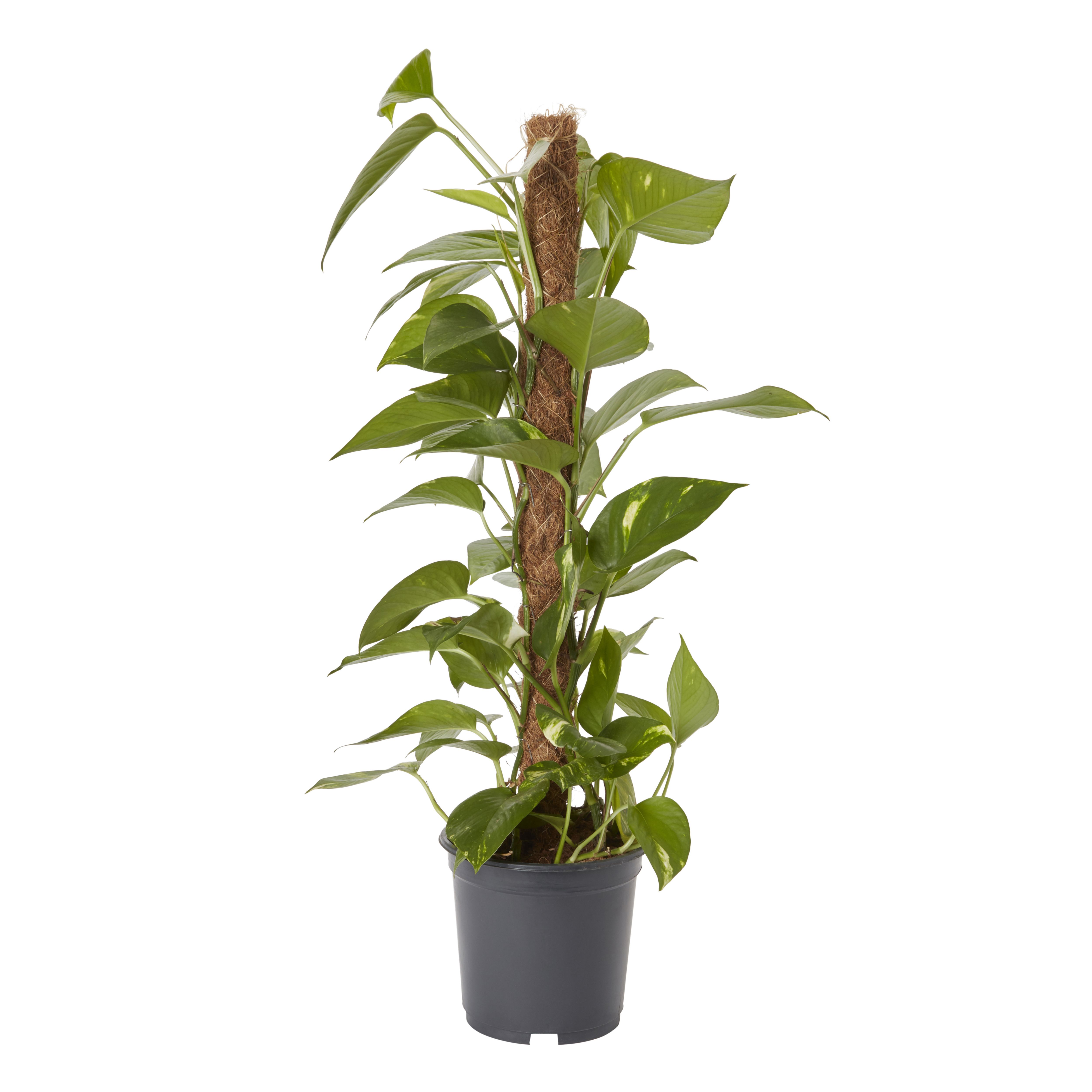 Verve Devil's ivy Foliage plant Plastic Grow pot 19cm