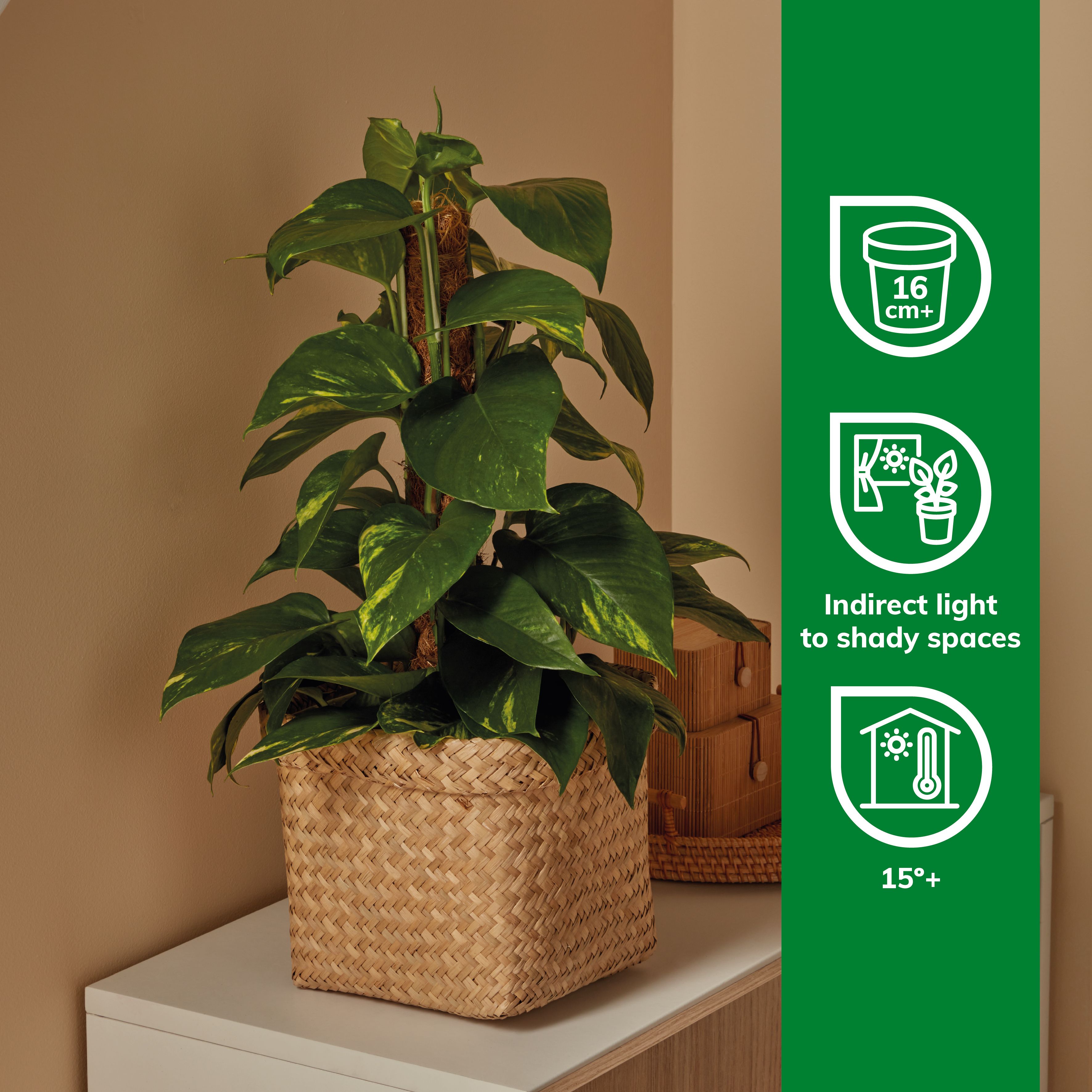 Verve Devil's ivy in Anthracite grey Plastic Grow pot 15cm