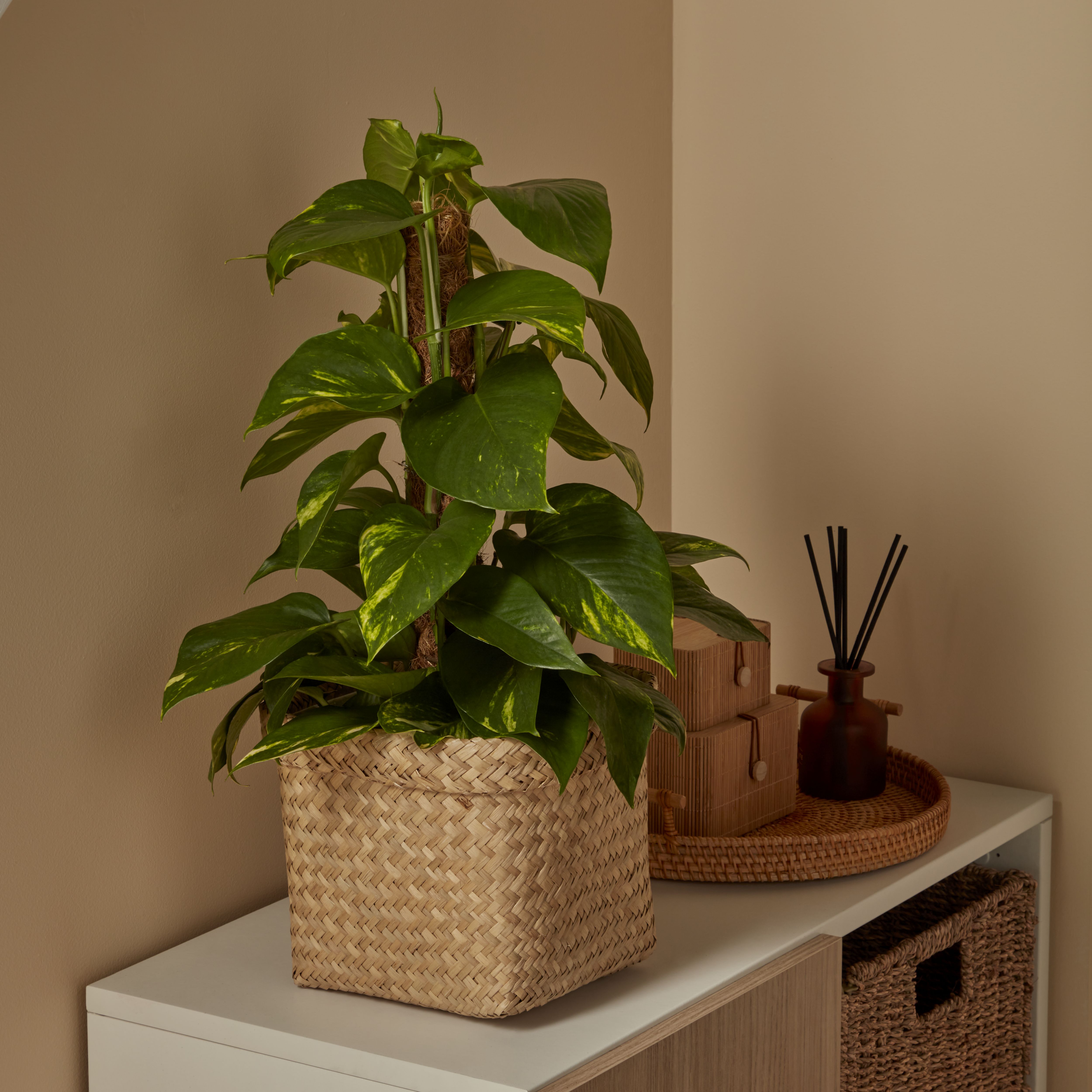 Verve Devil's ivy in Anthracite grey Plastic Grow pot 15cm