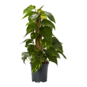 Verve Devil's ivy in Anthracite grey Plastic Grow pot 15cm