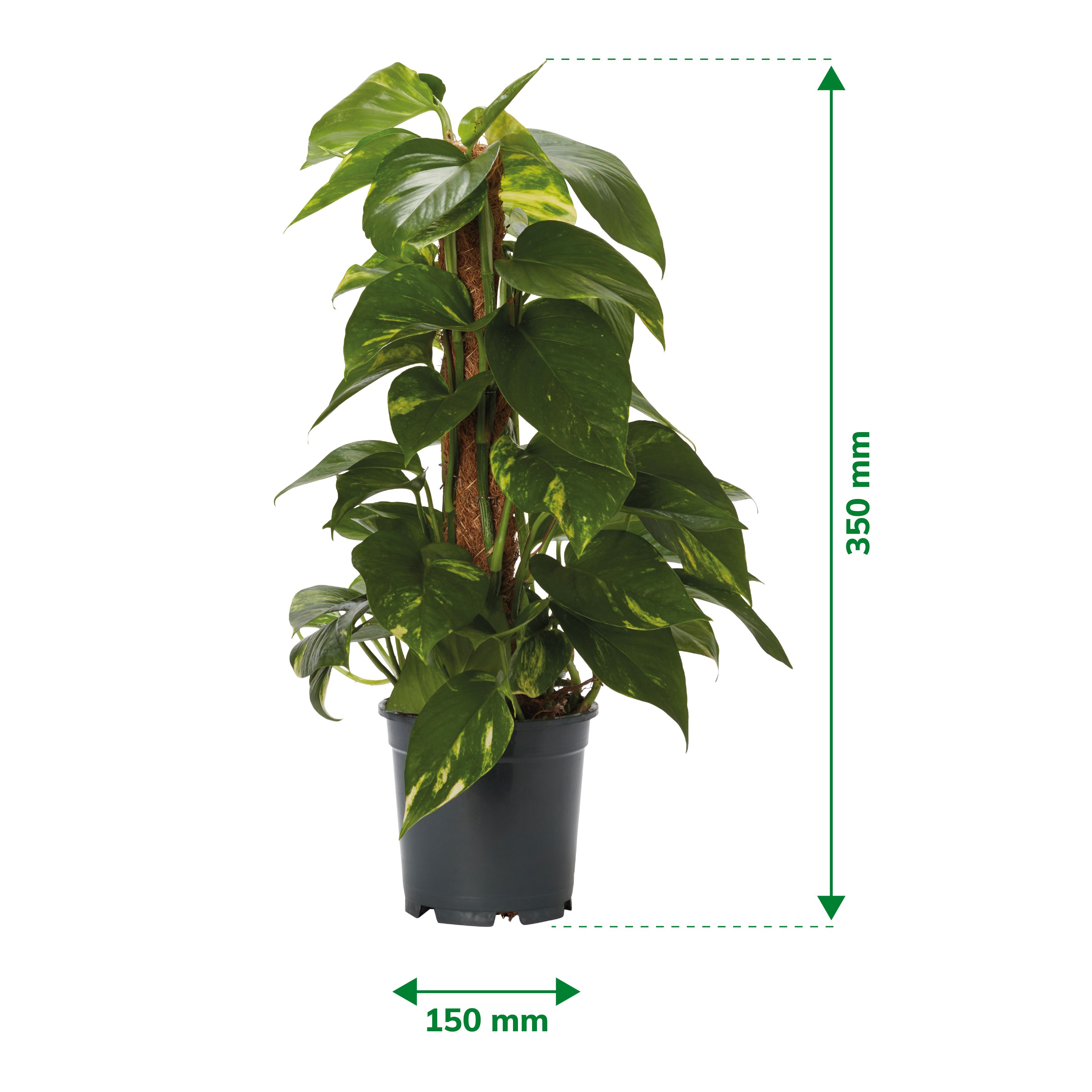 Verve Devil's ivy in Anthracite grey Plastic Grow pot 15cm