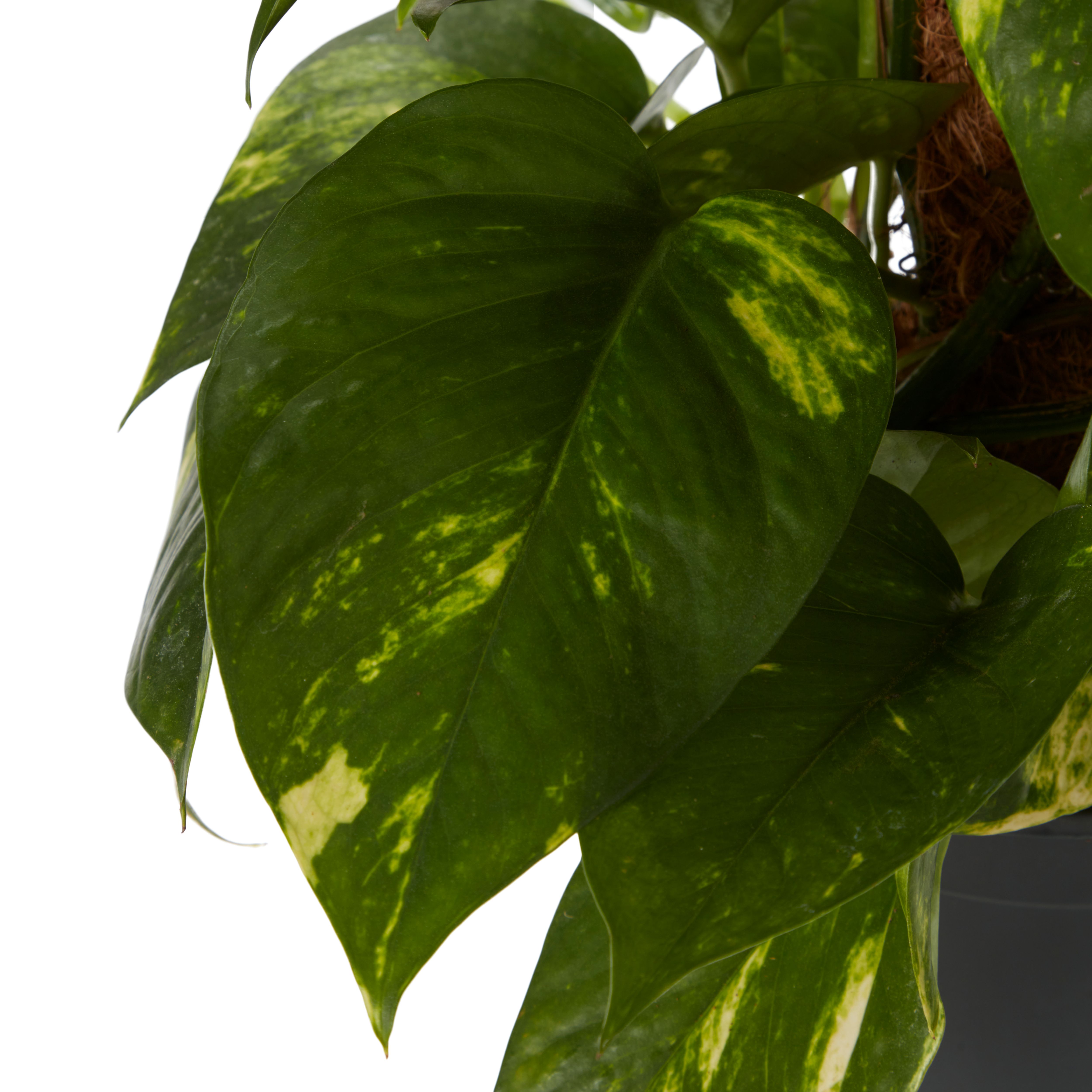 Verve Devil's ivy in Anthracite grey Plastic Grow pot 15cm
