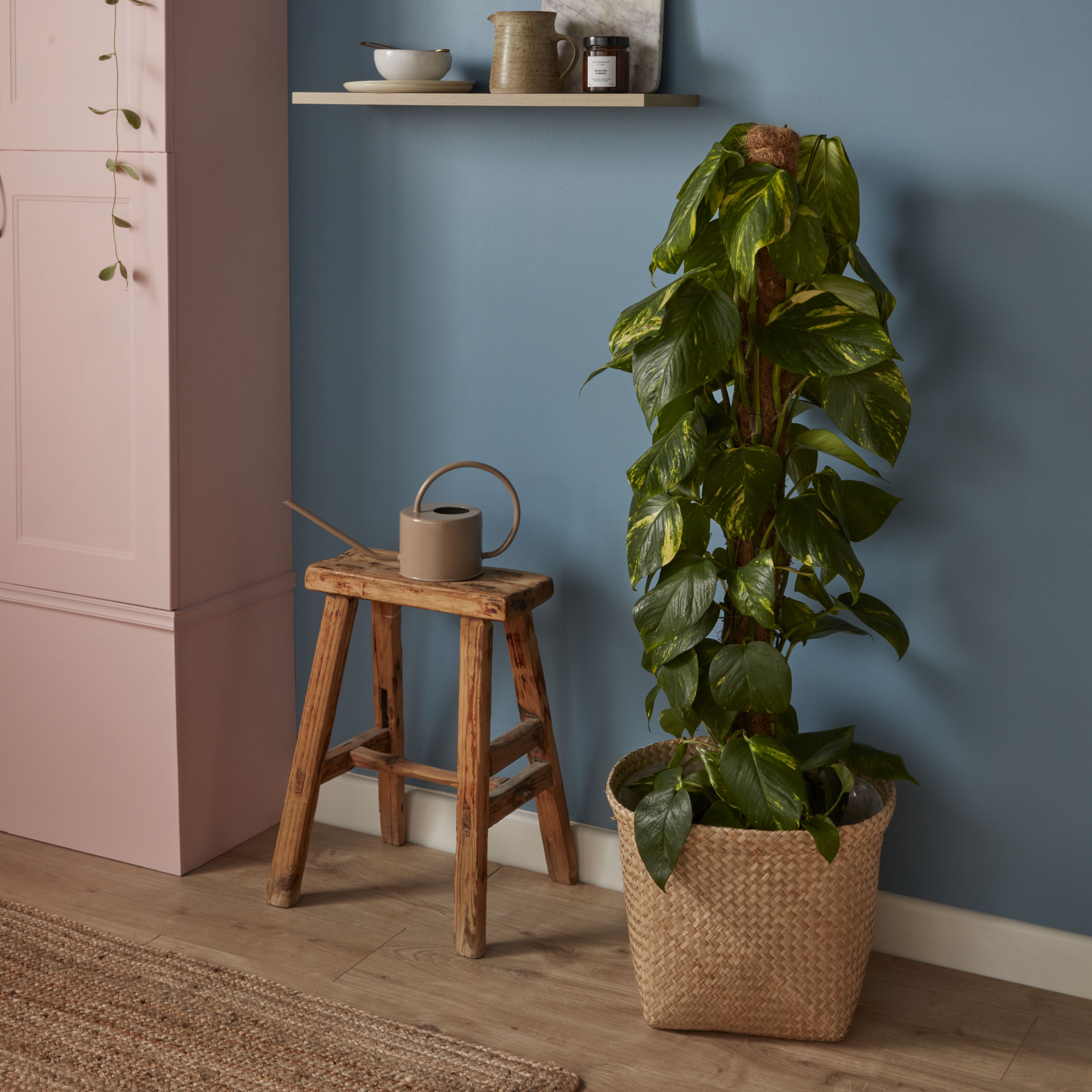 Verve Devil's ivy in Anthracite grey Plastic Grow pot