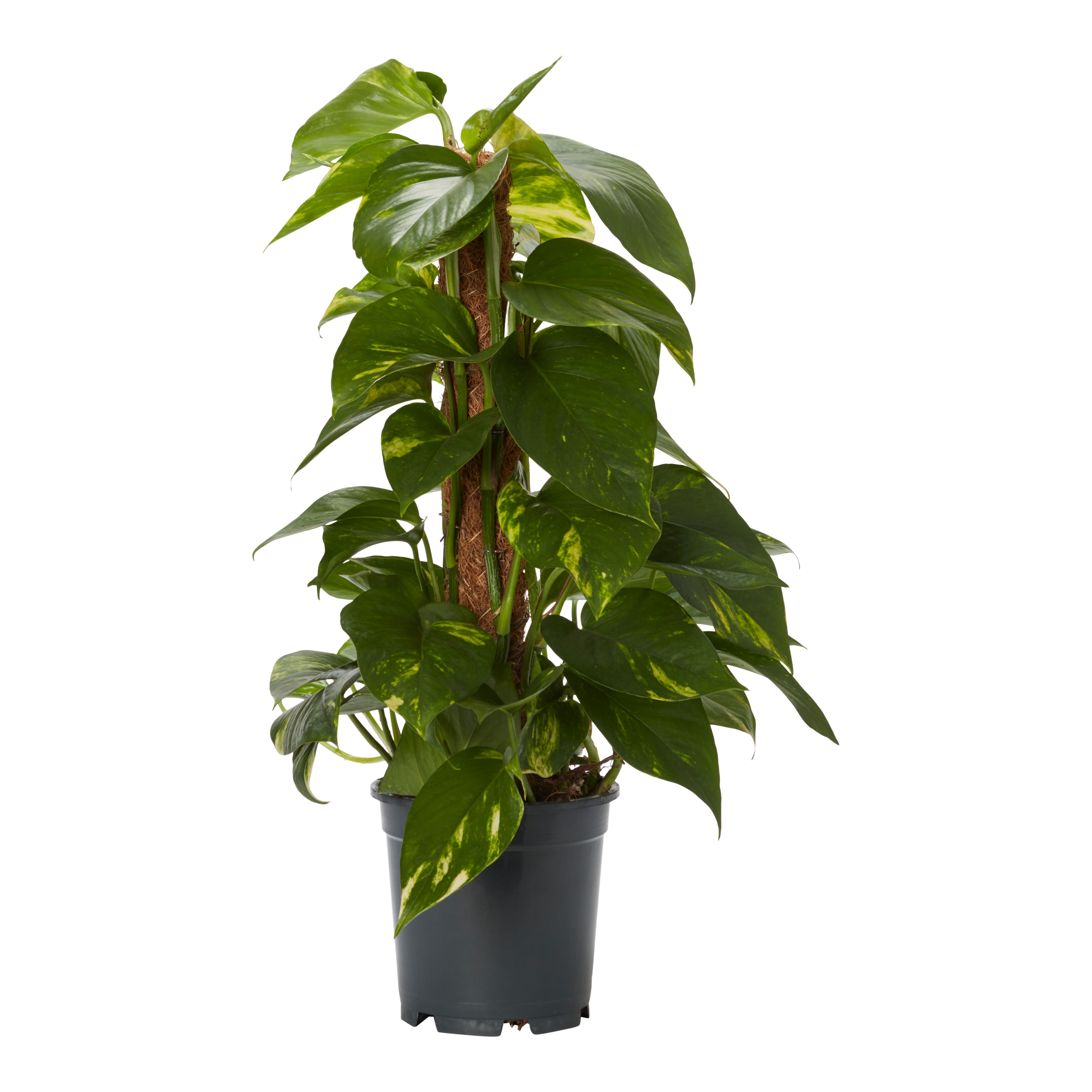 Verve Devil's ivy in Plastic Grow pot 15cm