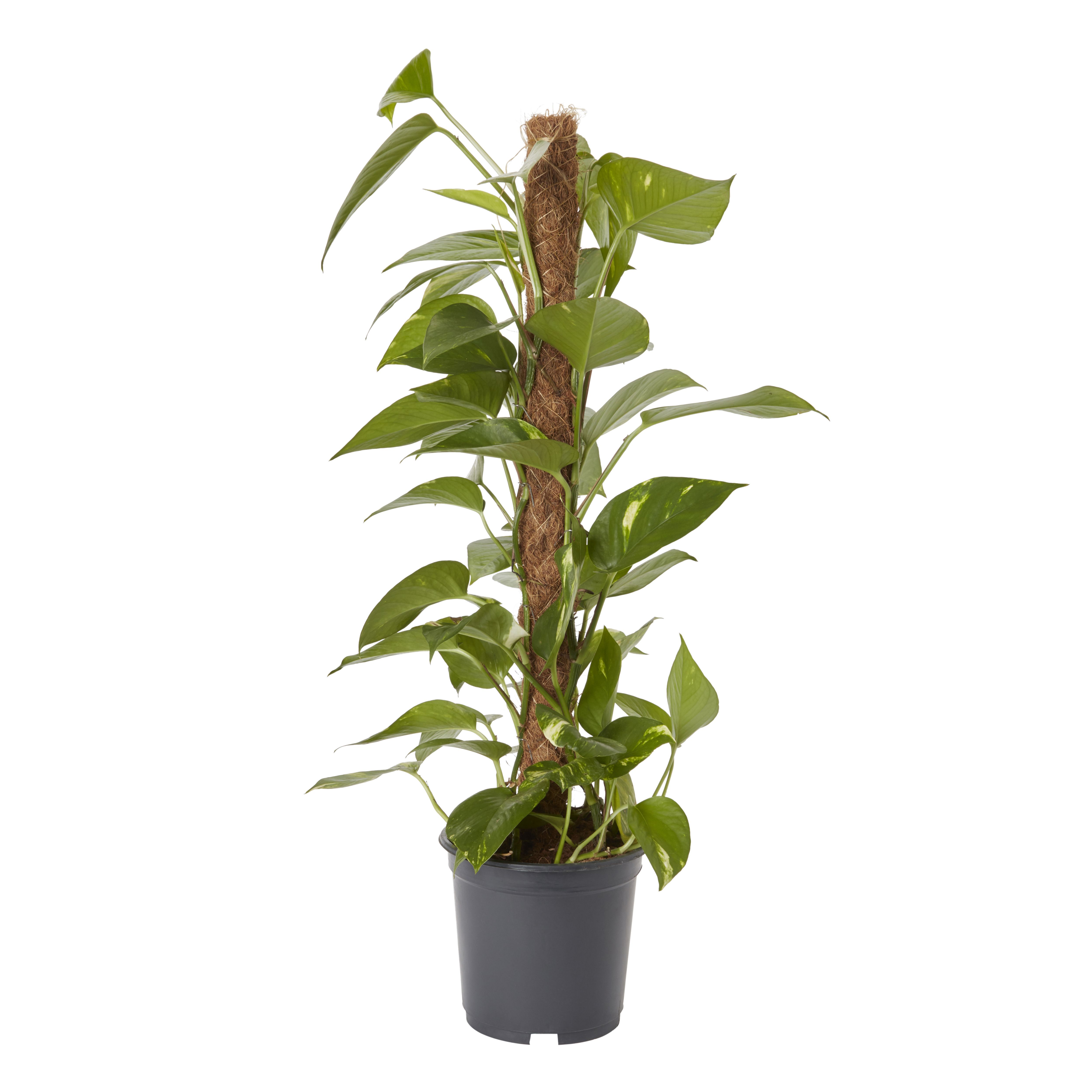 Verve Devil's ivy in Plastic Grow pot 19cm