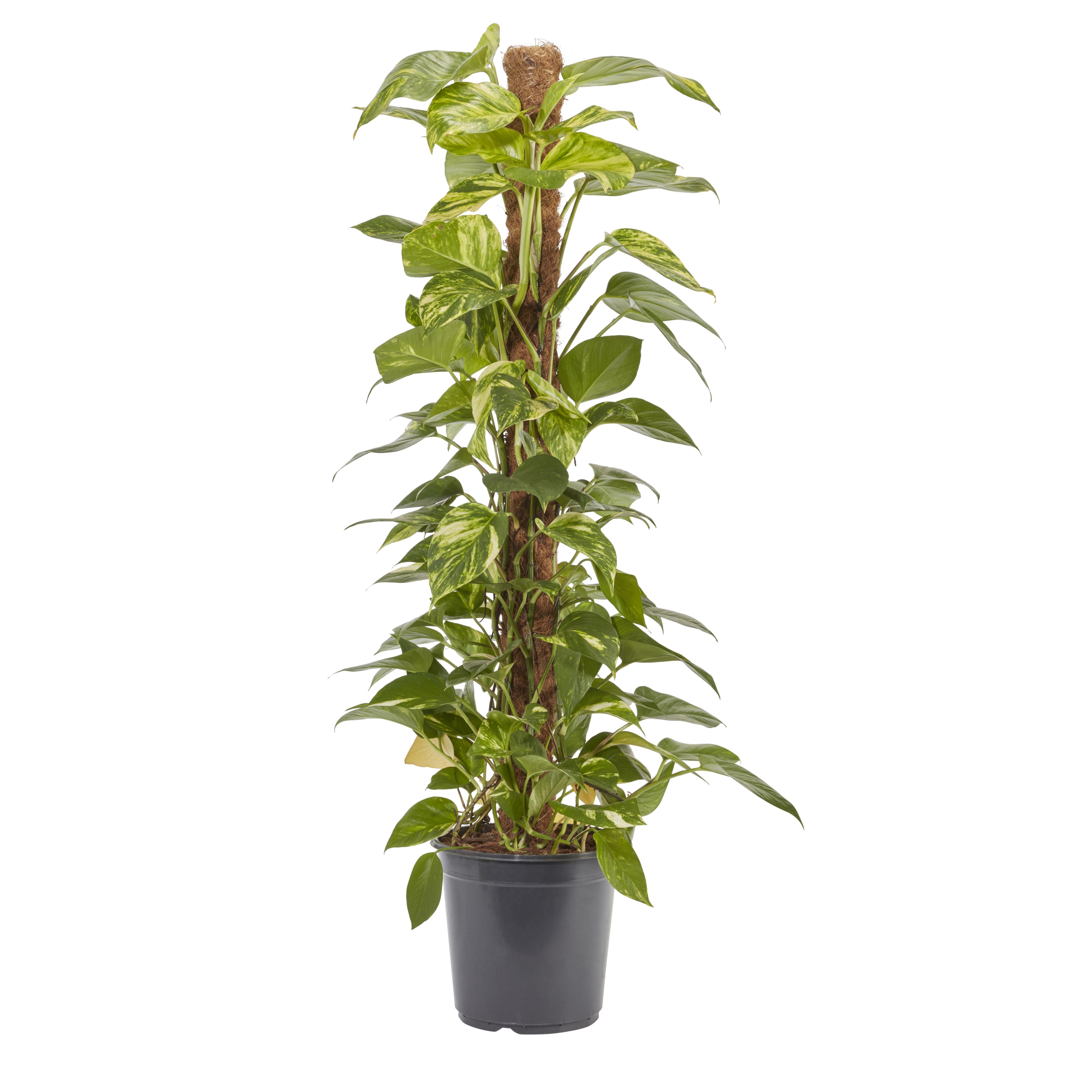 Verve Devil's ivy in Plastic Grow pot 24cm