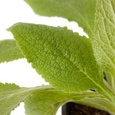 Verve Digitalis