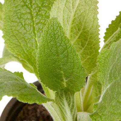 Verve Digitalis
