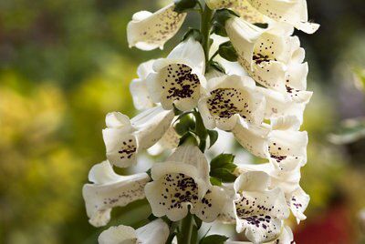 Verve Digitalis